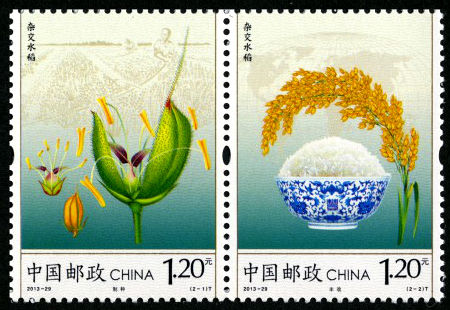 杂交水稻