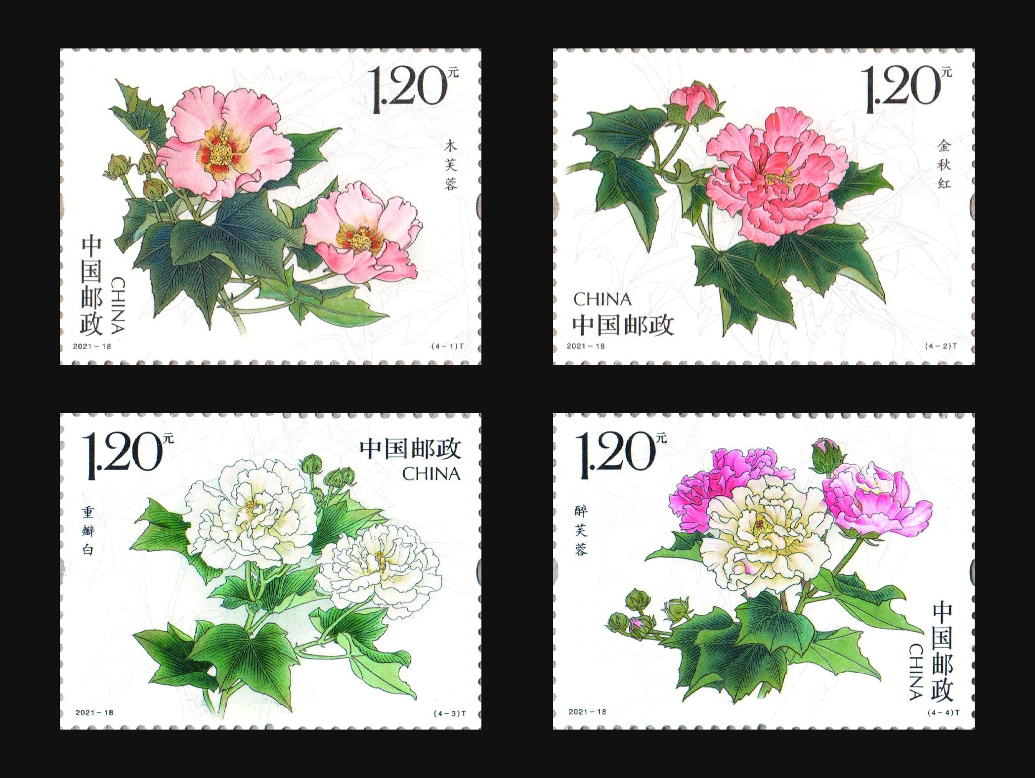 木芙蓉