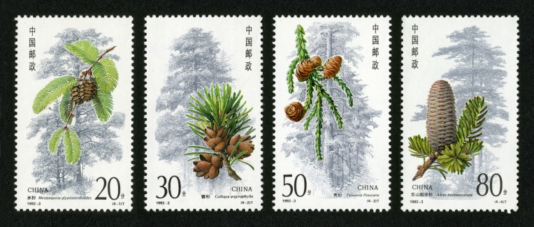 杉树
