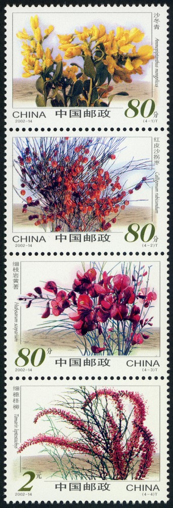 沙漠植物
