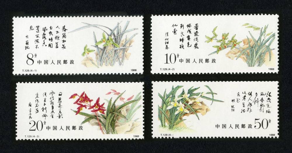 中国兰花