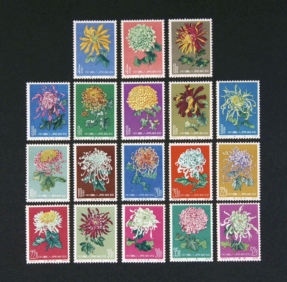 菊花