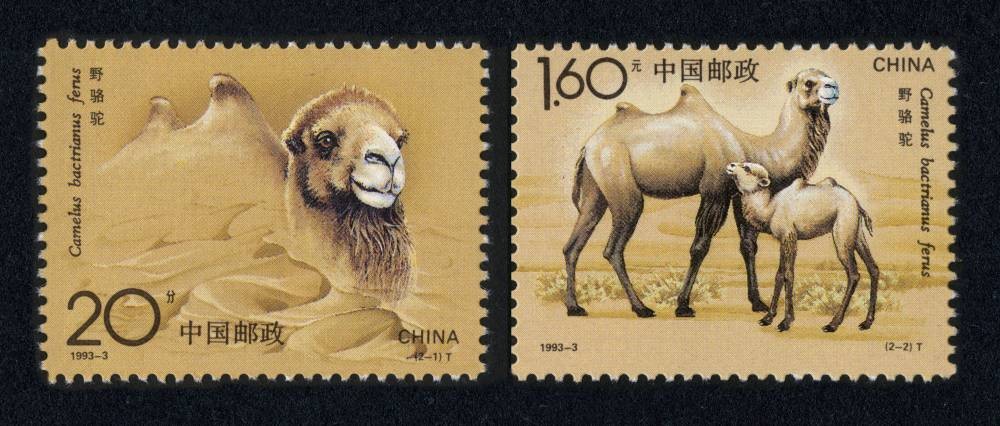 野骆驼