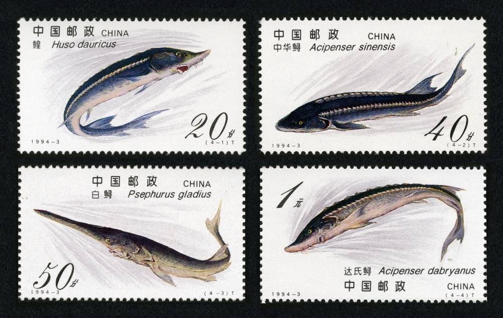 鲟