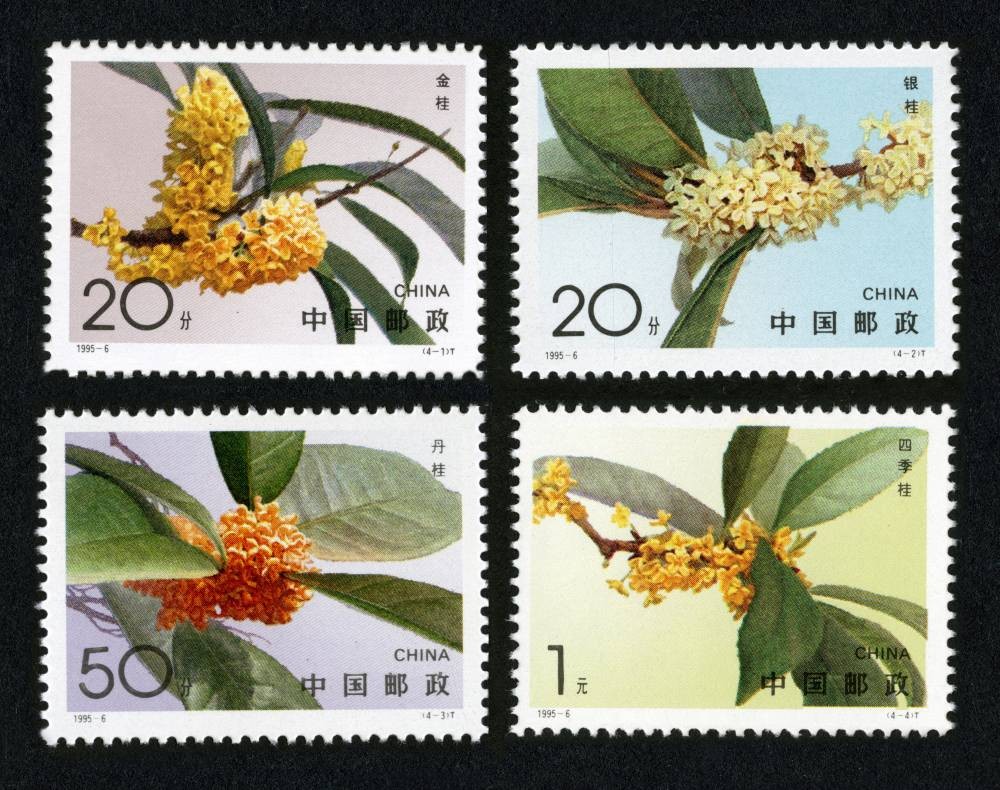 桂花