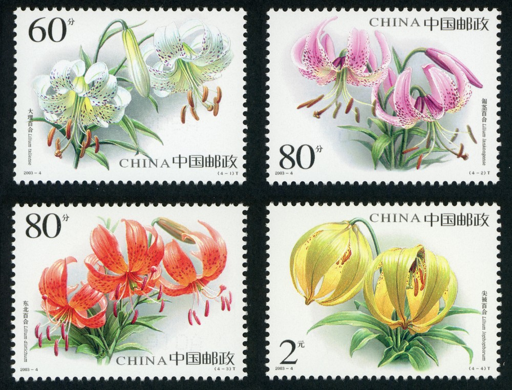 百合花