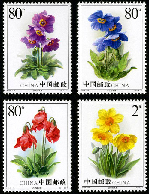 绿绒蒿