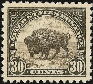 American Bison (Bos bison)