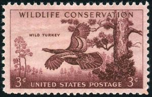 Wild Turkey (Meleagris gallopavo)
