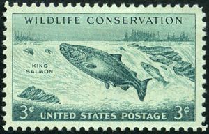 Chinook Salmon (Oncorhynchus tshawytscha)
