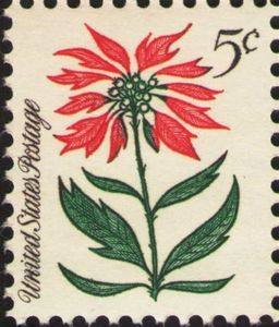 Poinsettia (Euphorbia pulcherrima)