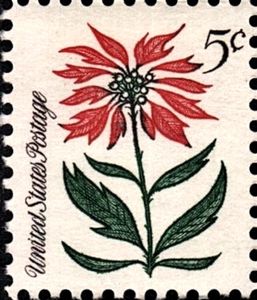 Poinsettia (Euphorbia pulcherrima)