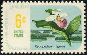 Showy Lady's-slipper (Cypripedium reginae)