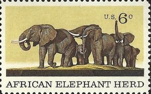 African Elephant (Loxodonta africana)