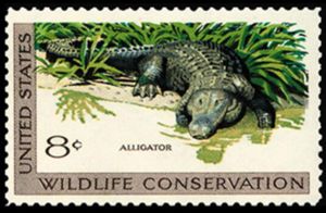 American Alligator (Alligator mississippiensis)