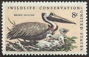 Brown Pelican (Pelecanus occidentalis)