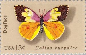 California Dogface (Colias eurydice)