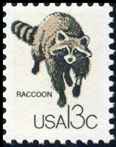 Raccoon (Procyon lotor)