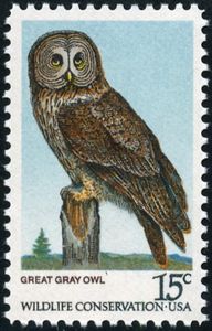 Great Grey Owl (Strix nebulosa)