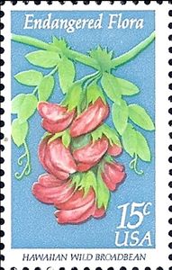 Hawaiian Wild Broadbean