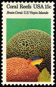 Brain Corals