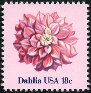 Dahlia