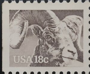 Bighorn Sheep (Ovis canadensis)