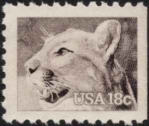 Puma (Felis concolor)