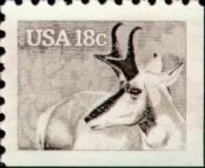 Pronghorn (Antilocapra americana)