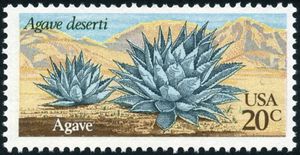 Agave (Agave deserti)