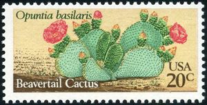 Beavertail Cactus (Opuntia basilaris)