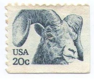Bighorn Sheep (Ovis canadensis)