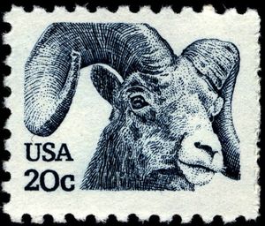 Bighorn Sheep (Ovis canadensis)