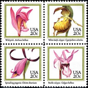 Orchids