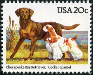Chesapeake Bay Retriever and Cocker Spaniel
