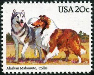 Alaskan Malamute and Collie