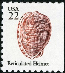 Reticulated Cowrie Helmet (Cypraecassis testiculus)