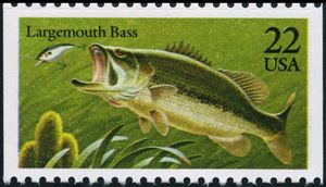 Largemouth Bass (Micropterus salmoides)