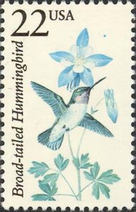 Broad-tailed Hummingbird (Selasphorus platycercus)
