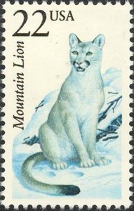 Mountain Lion (Felis concolor)