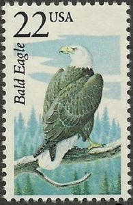 Bald Eagle (Haliaeetus leucocephalus)
