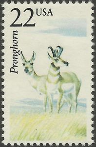 Pronghorn (Antilocapra americana)