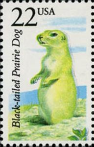 Black-tailed Prairie Dog (Cynomys ludovicianus)