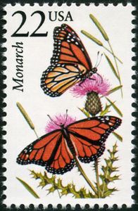 Monarch (Danaus plexippus)