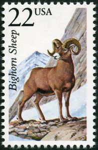 Bighorn Sheep (Ovis canadensis)