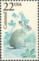 Eastern Cottontail (Sylvilagus floridanus)