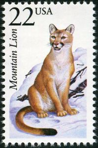 Mountain Lion (Felis concolor)