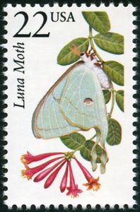 Luna Moth (Actias luna)