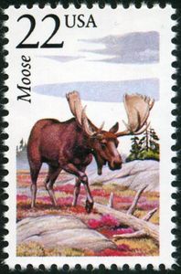 Moose (Alces alces)