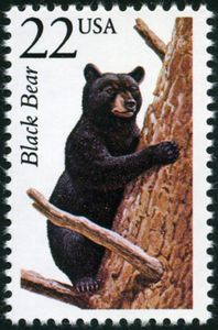 American Black Bear (Ursus americanus)